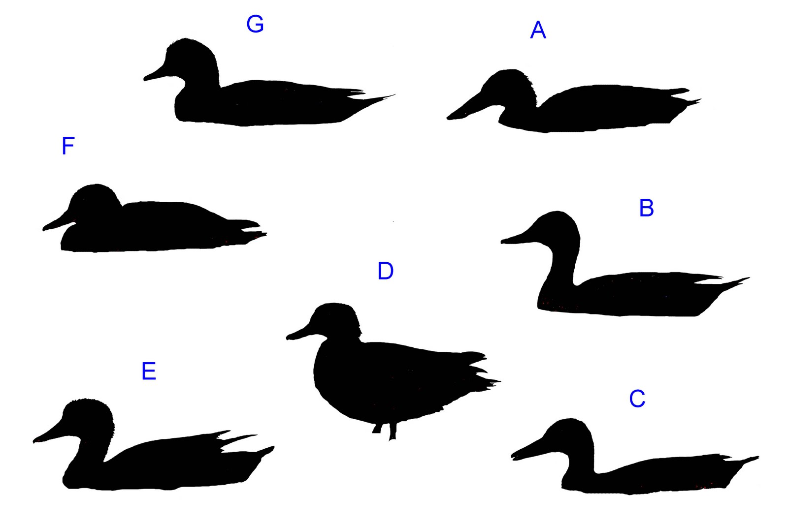 Flying Duck Silhouette | Clipart library - Free Clipart Images
