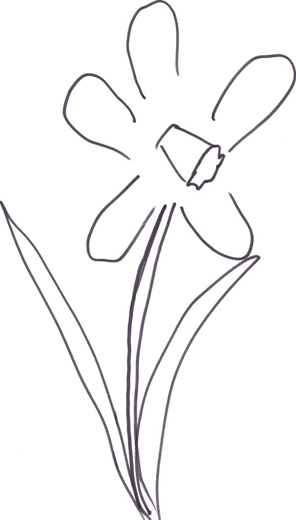 Daffodil drawing by snoogaloo on Clipart library