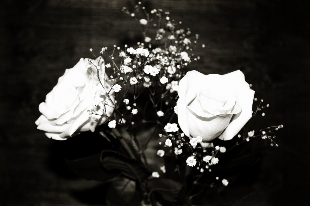 Black and White Roses by Aprilgriffin on Clipart library