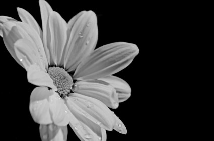 Bunga Putih Pada Latar Belakang Hitam-alam-gratis Foto Download Gratis