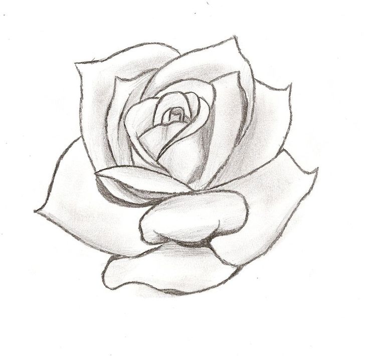 Art Design Rose TattooHand drawing on paper Stock Illustration  Adobe  Stock