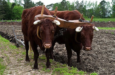 define yoke of oxen clipart