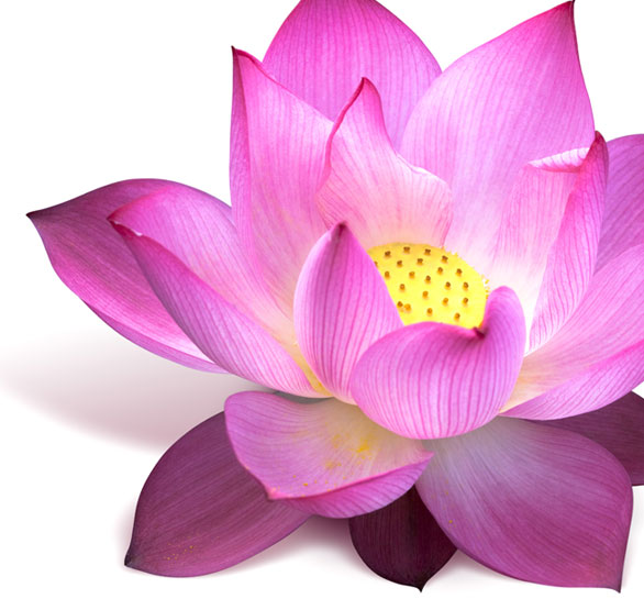 Free Lotus Flower, Download Free Lotus Flower png images, Free ClipArts ...