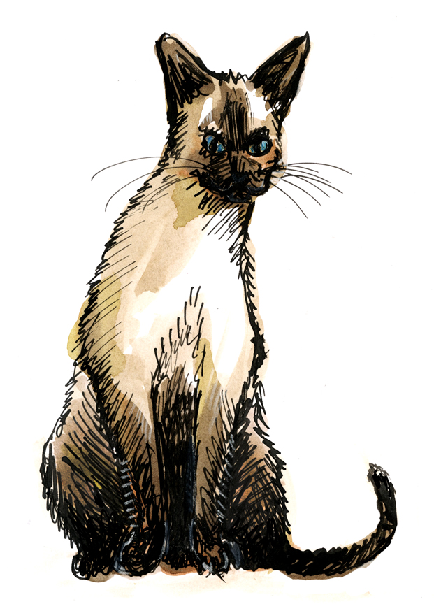 Line Drawing Of A Siamese Cat