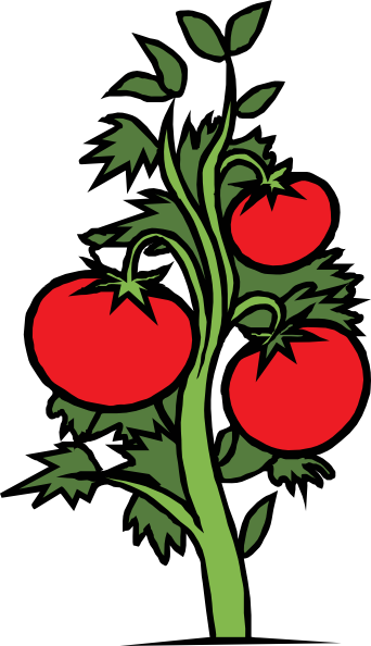 Tomato Plant clip art - vector clip art online, royalty free 