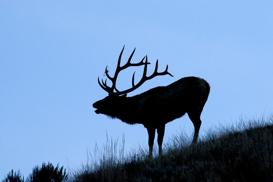 Bull Elk Silhouette by Larry Ricker - Bull Elk Silhouette 