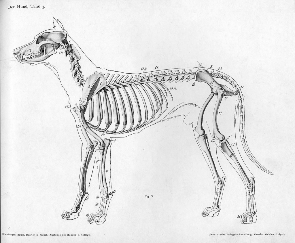 Detailed anatomical illustration of a dog’s skeletal structure, labeled with German annotations, from a 19th-century veterinary textbook.