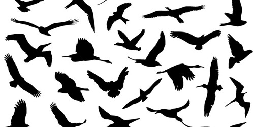 Flying bird cartoon Stock Vector by ©lineartestpilot 13576729