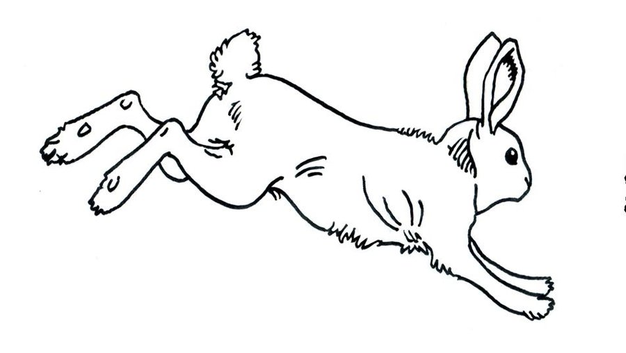 Free Rabbit Line Art Download Free Rabbit Line Art png images Free  ClipArts on Clipart Library