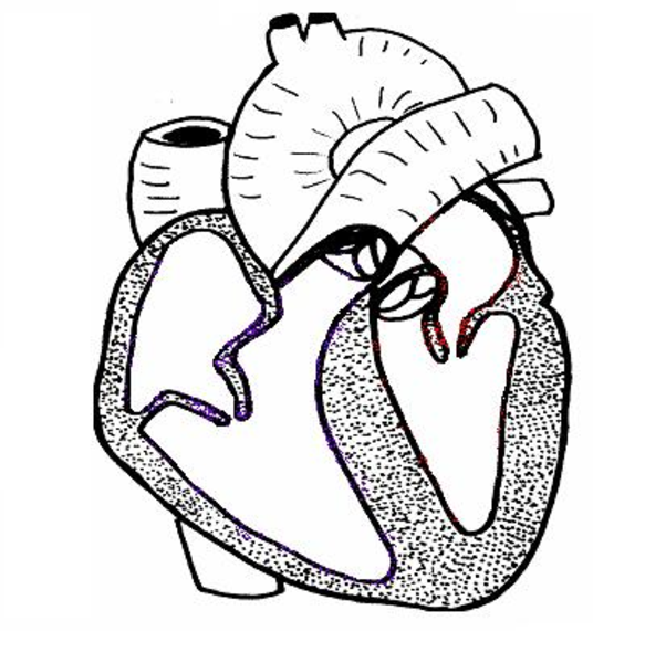 Heart Ls Unlabelled image - vector clip art online, royalty free 