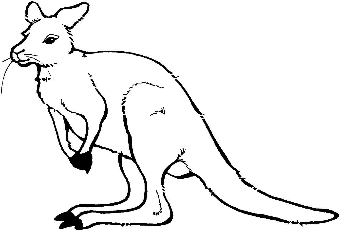 free Kangaroo Coloring Pages for Kids | Great Coloring Pages