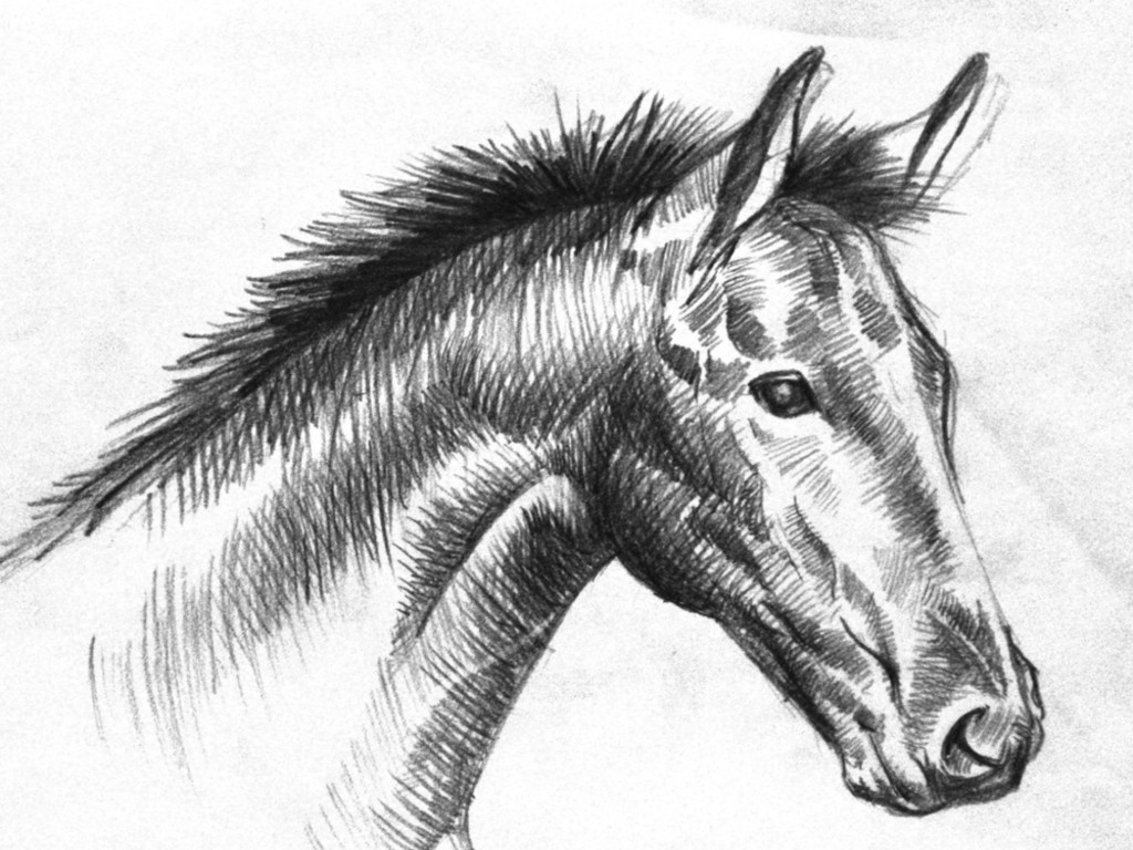 And Pony: Black And White Horse Drawings – Daily Interior Design 