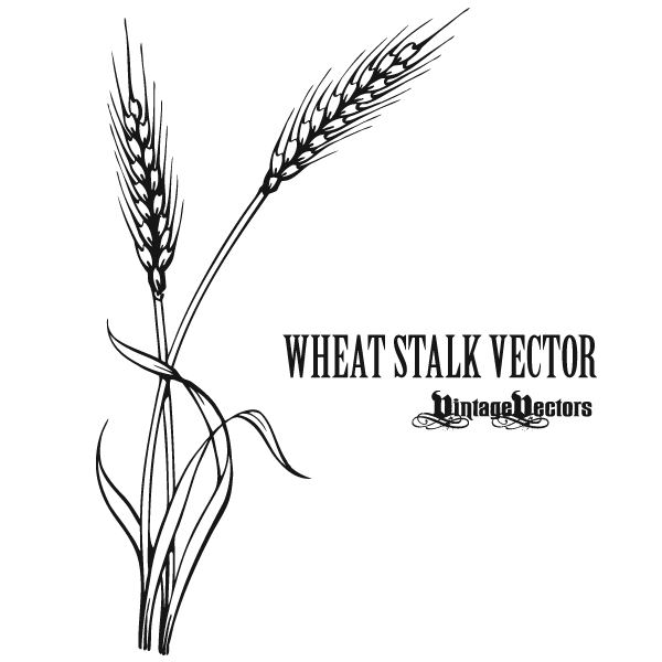 Vector Art: Wheat Stalk ? Vintage Vectors