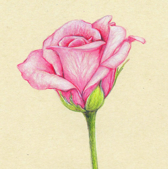 45 Beautiful and Simple Flower Drawings - Pencil Drawings-saigonsouth.com.vn