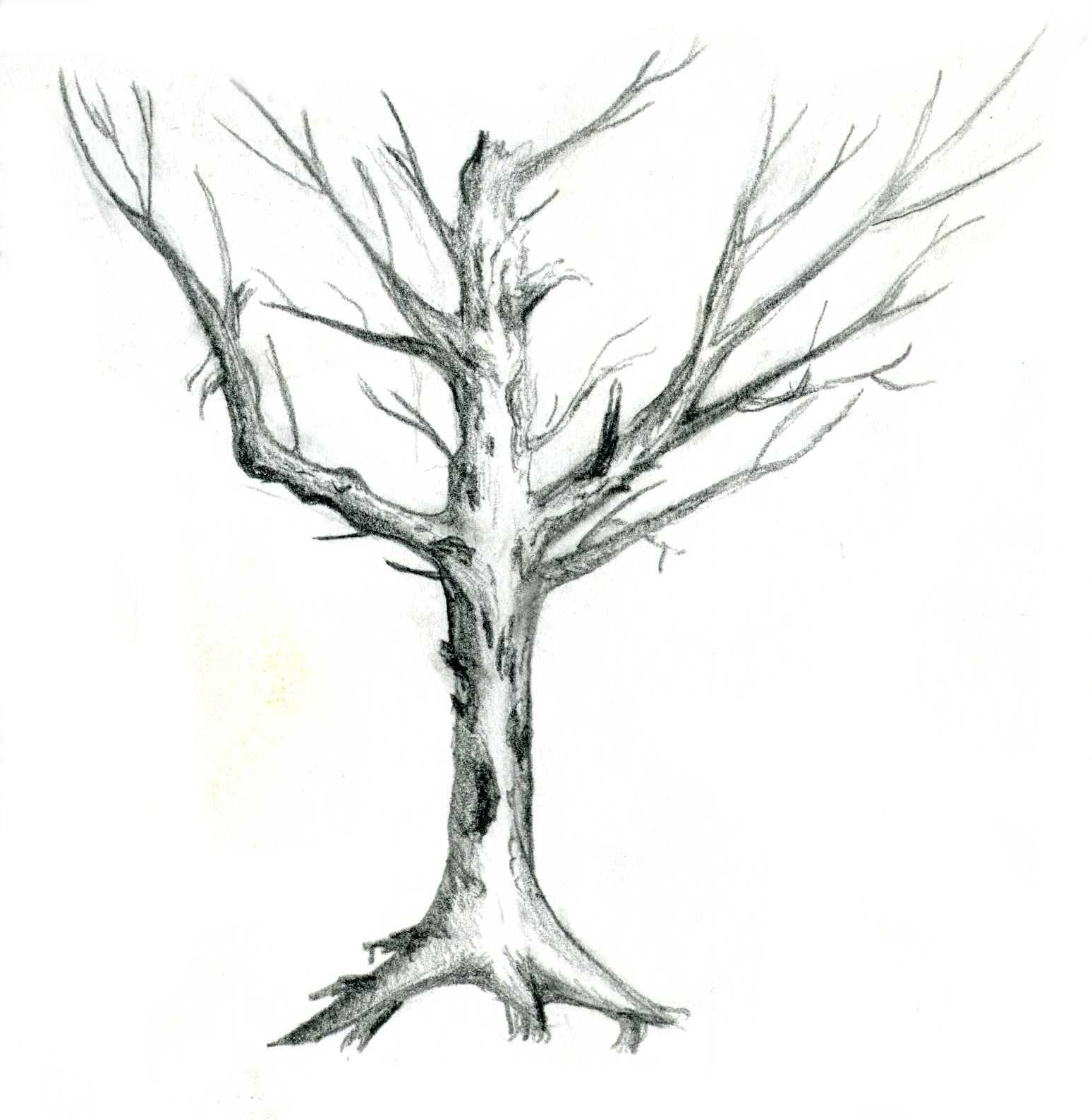 Dead Oak Tree Sketch