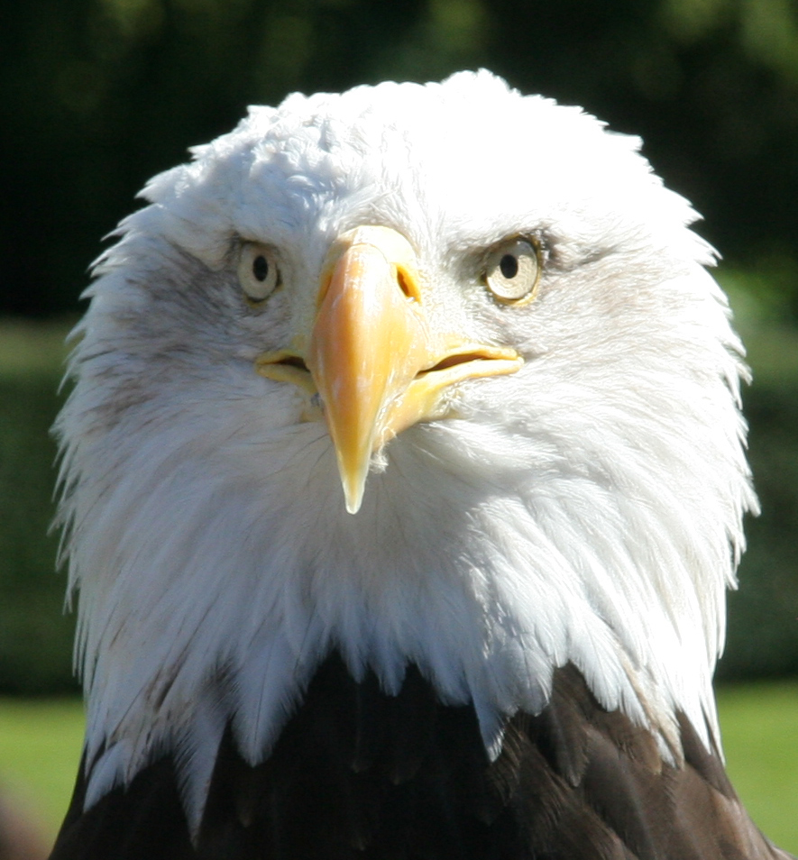 File:Bald Eagle Head 2 (1225541248).jpg - Wikimedia Commons