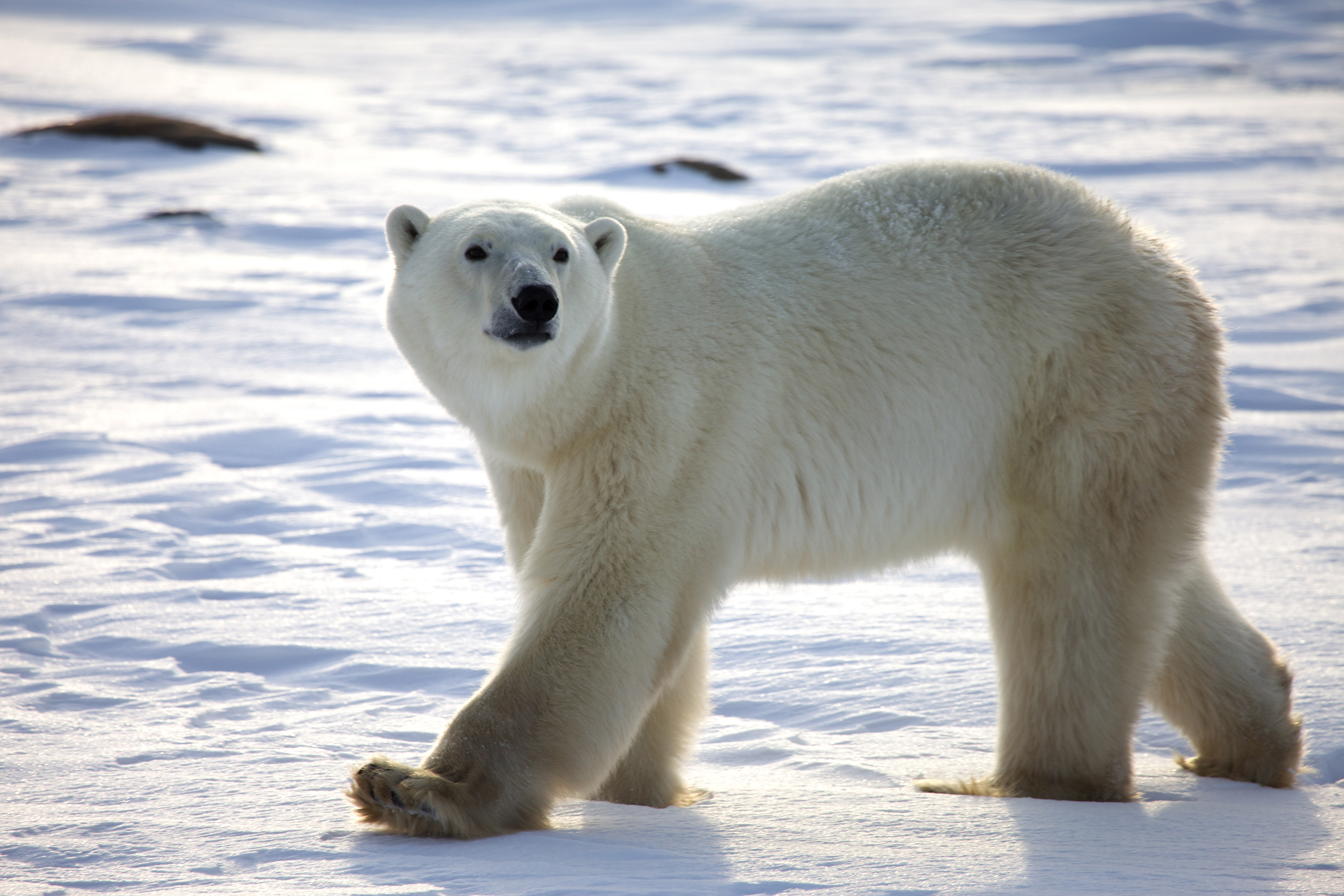 Polar Bear In Its Natural Habitat Clip Art Library