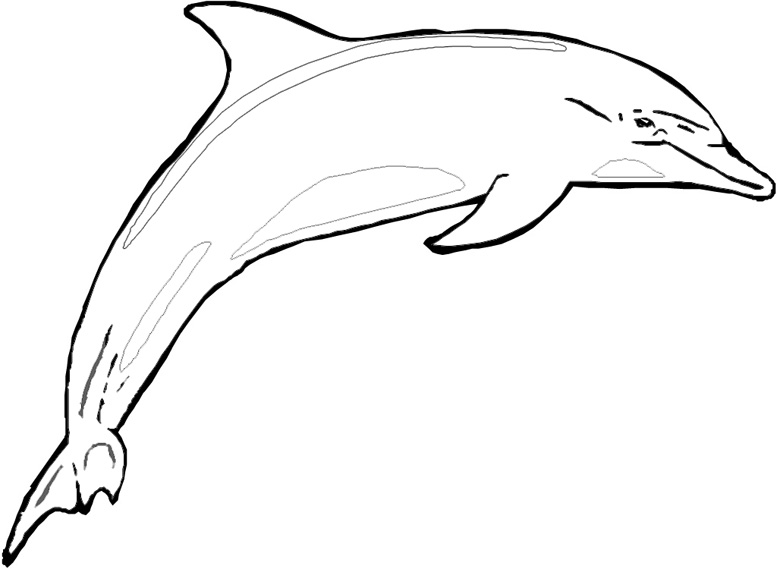 realistic dolphin coloring pages