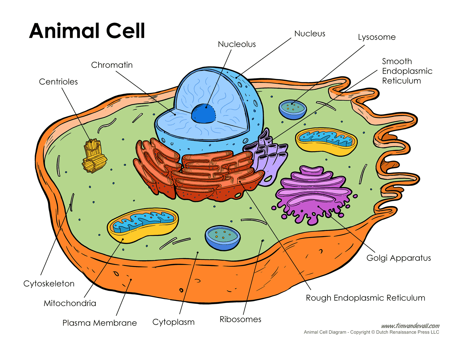 Printable Animal Cell Diagram – Labeled, Unlabeled, and Blank