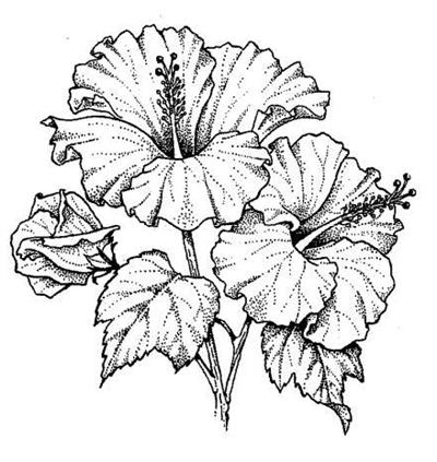 Botanical Drawing Line Art With Hibiscus Flower, Hibiscus, Flower, Floral  PNG Transparent Image and Clipart for Free Download