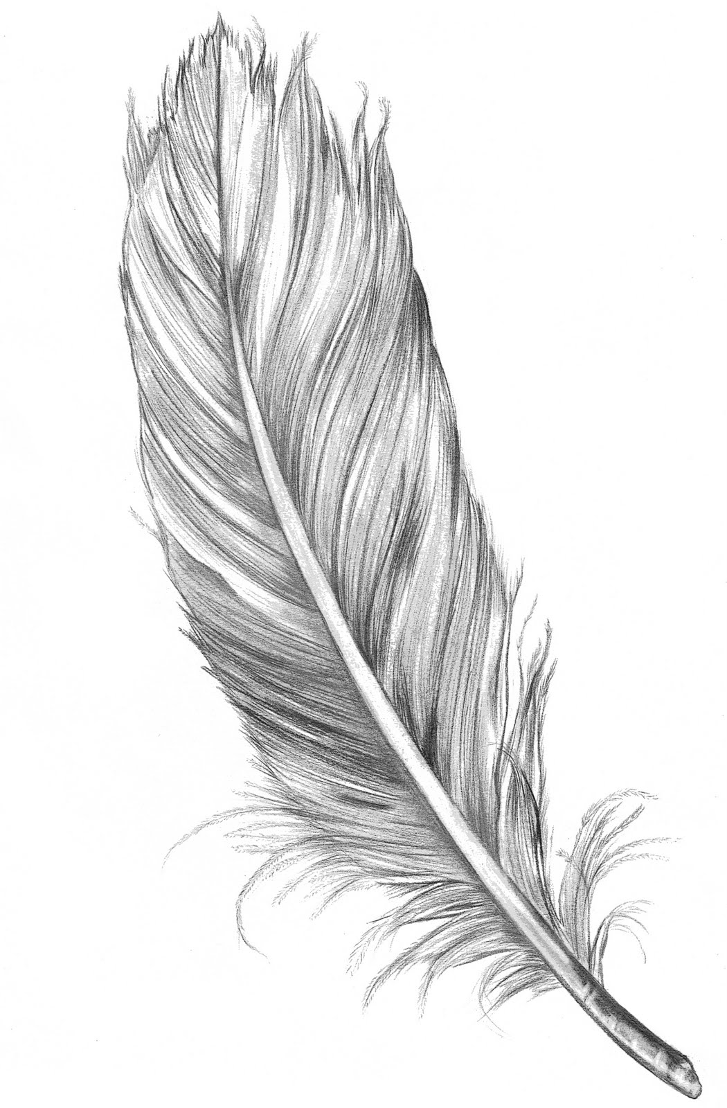 feather drawing - Clip Art Library