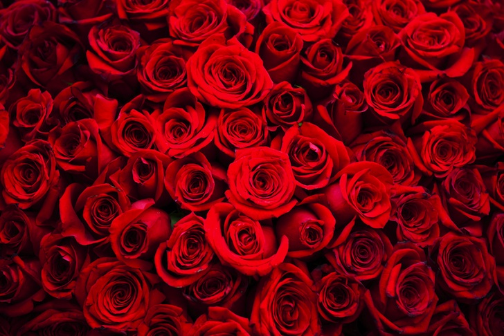 Red Roses Bouquet - Romantic Floral Arrangement for Special Occasions