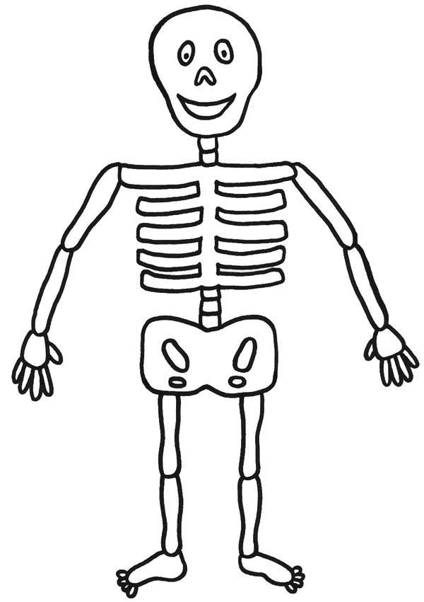 skeleton diagram for kids