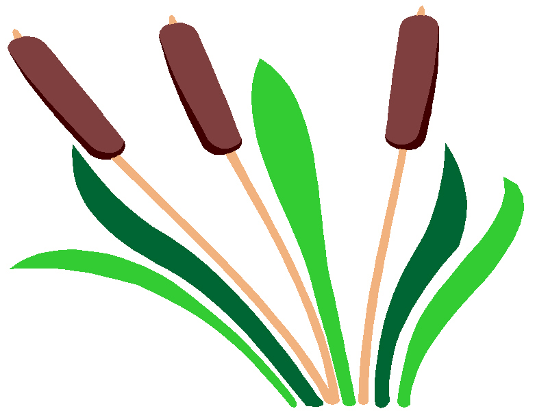 Cattail Plant Illustration - Wetland Flora Guide