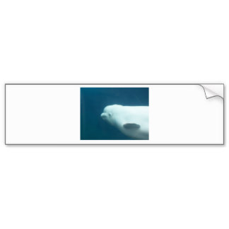 Beluga Whale Bumper Stickers, Beluga Whale Bumper Sticker Designs