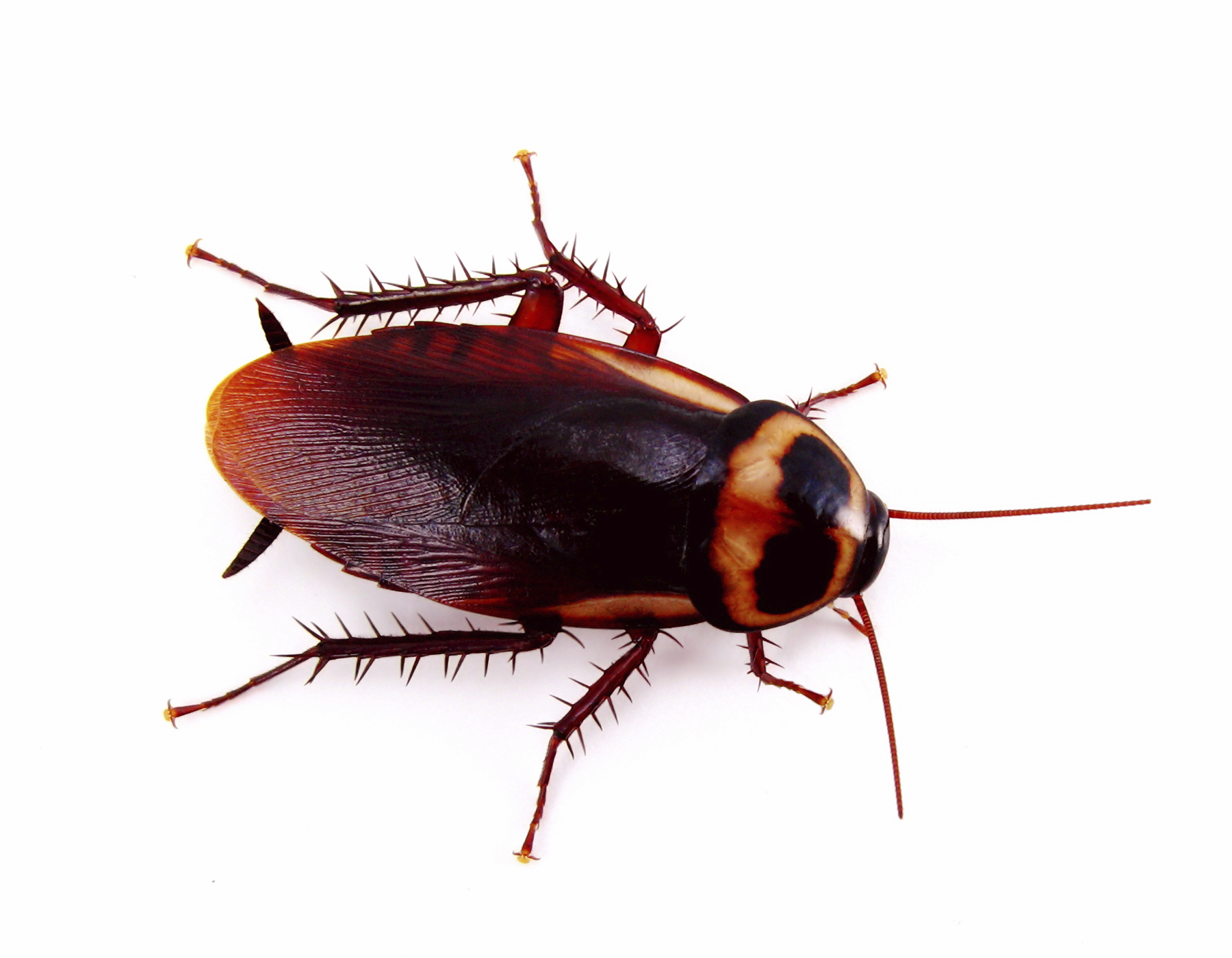 Cockroach Entokim evre Sa l Hizmetleri Insect Pest Blattodea 