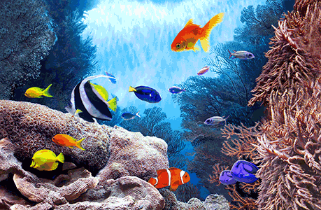 Free Animation Fish, Download Free Animation Fish png images, Free ...