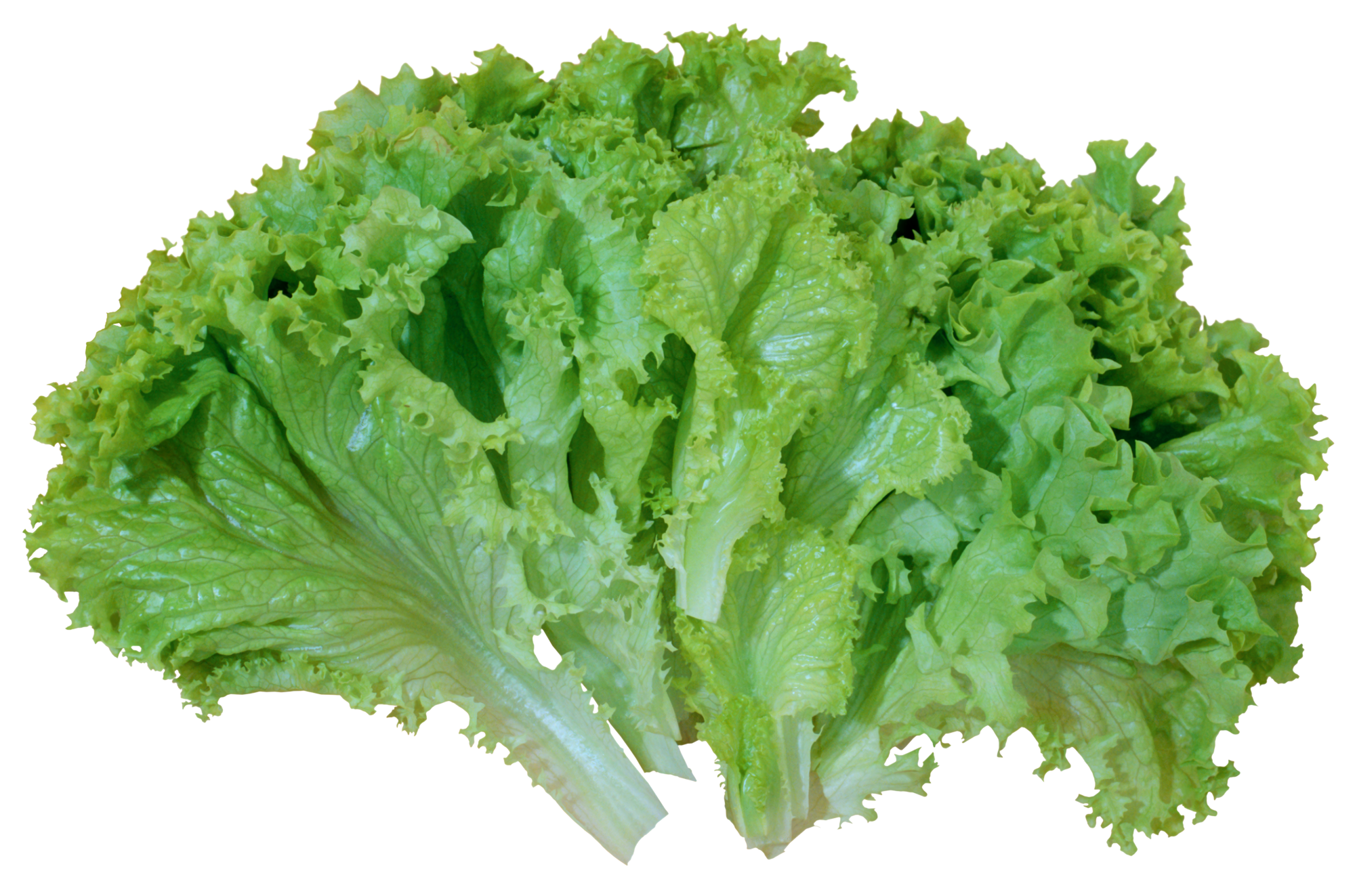 Green Salad Lettuce PNG Picture