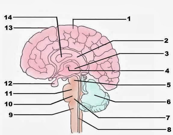 Cerebrum  Description Anatomy  Functions  Britannica