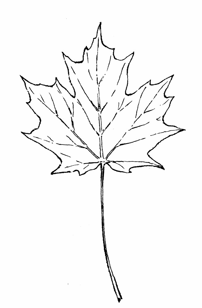 Fall Leaf Outline - AZ Coloring Pages
