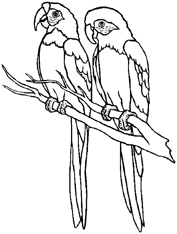 black and white parrot clip art