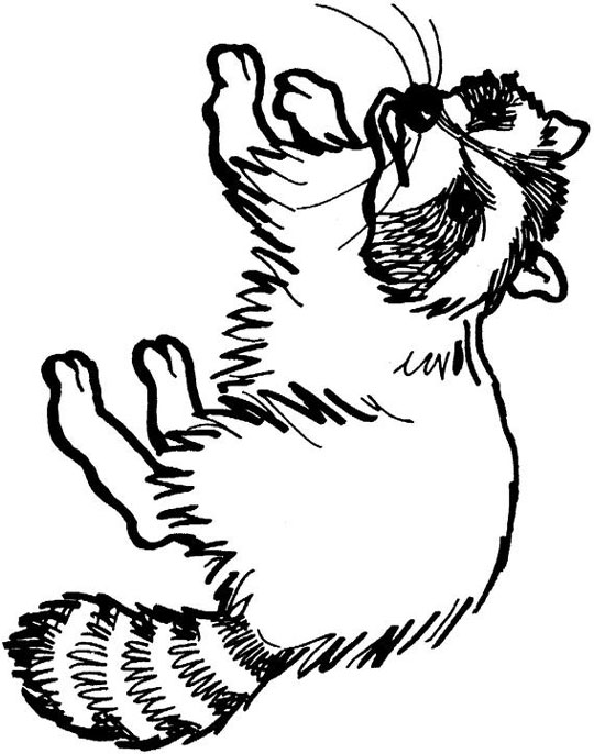 realistic raccoon coloring pages