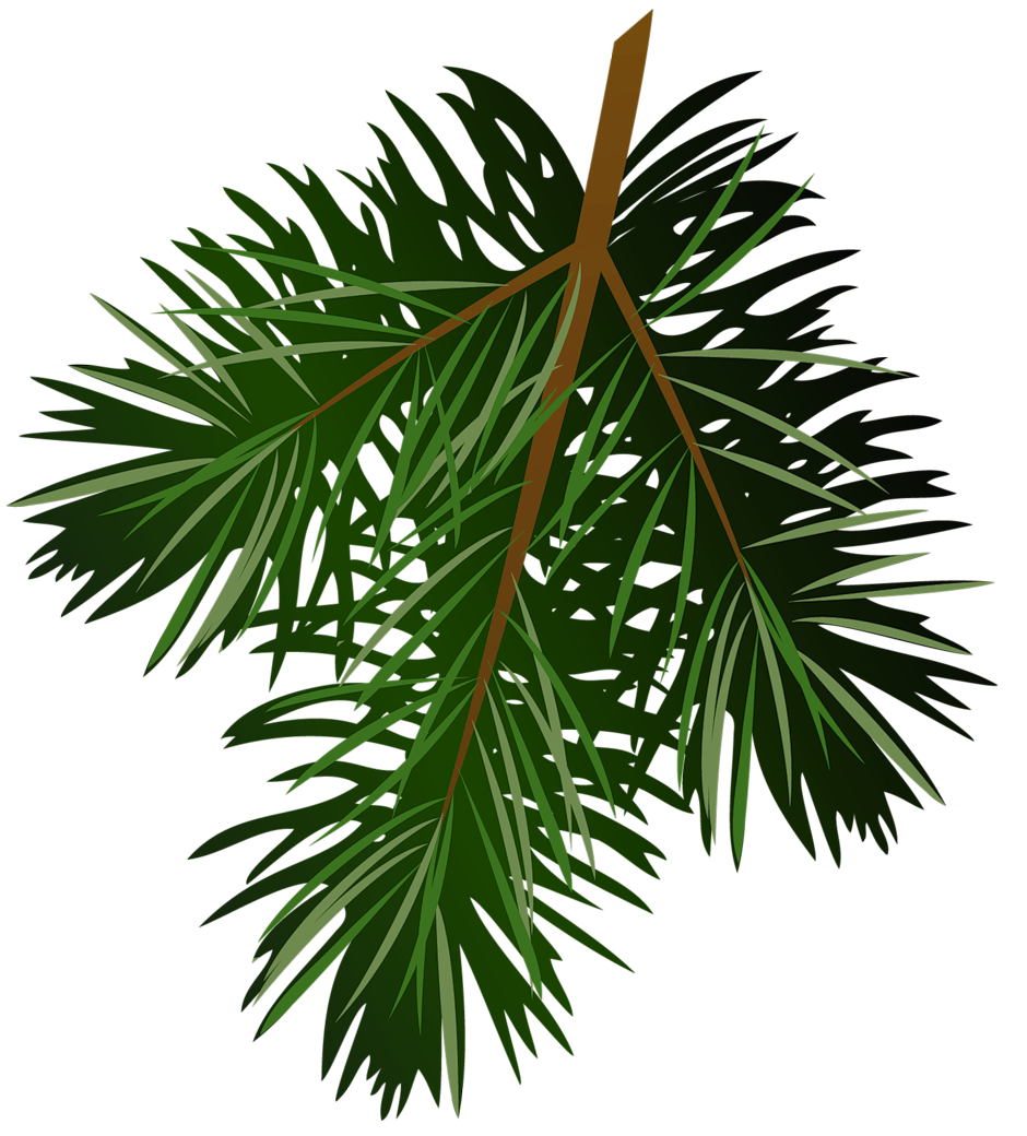 Images For  Pine Branch Clip Art