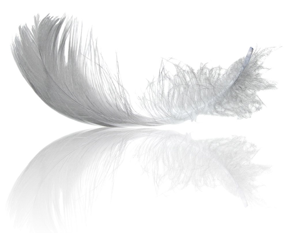 White feather - Wikipedia