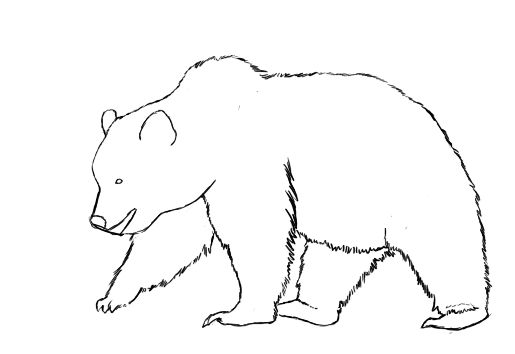 Free Bear Drawing, Download Free Bear Drawing png images, Free ClipArts ...