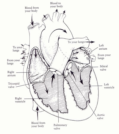 15th century drawing of the circulatory system - Stock Image - N200/0006 -  Science Photo Library