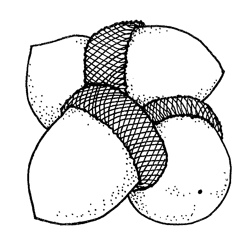acorn clip art black and white