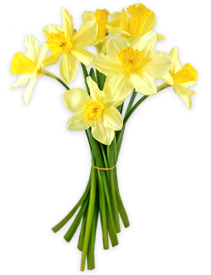A vibrant bouquet of yellow daffodils with green stems tied together, symbolizing spring and renewal.