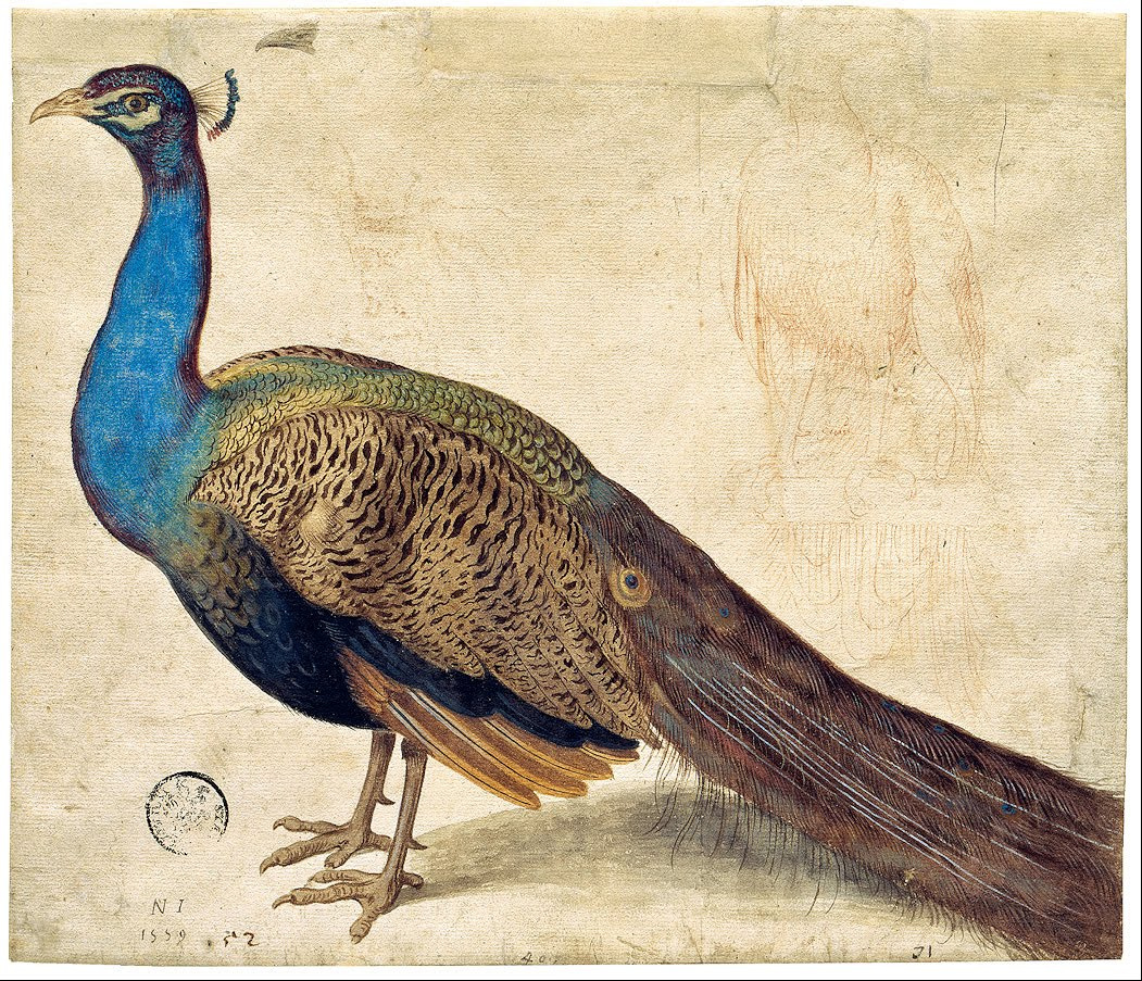 A detailed 1559 watercolor painting of a male peacock with vibrant blue neck, patterned brown wings, and long tail feathers, on aged paper with faint underdrawing.
