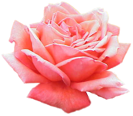 File:Extracted pink rose.png - Wikimedia Commons