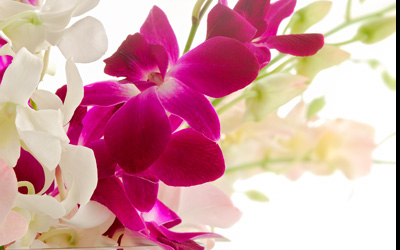 AJ's Fine Foods - Floral Gifts