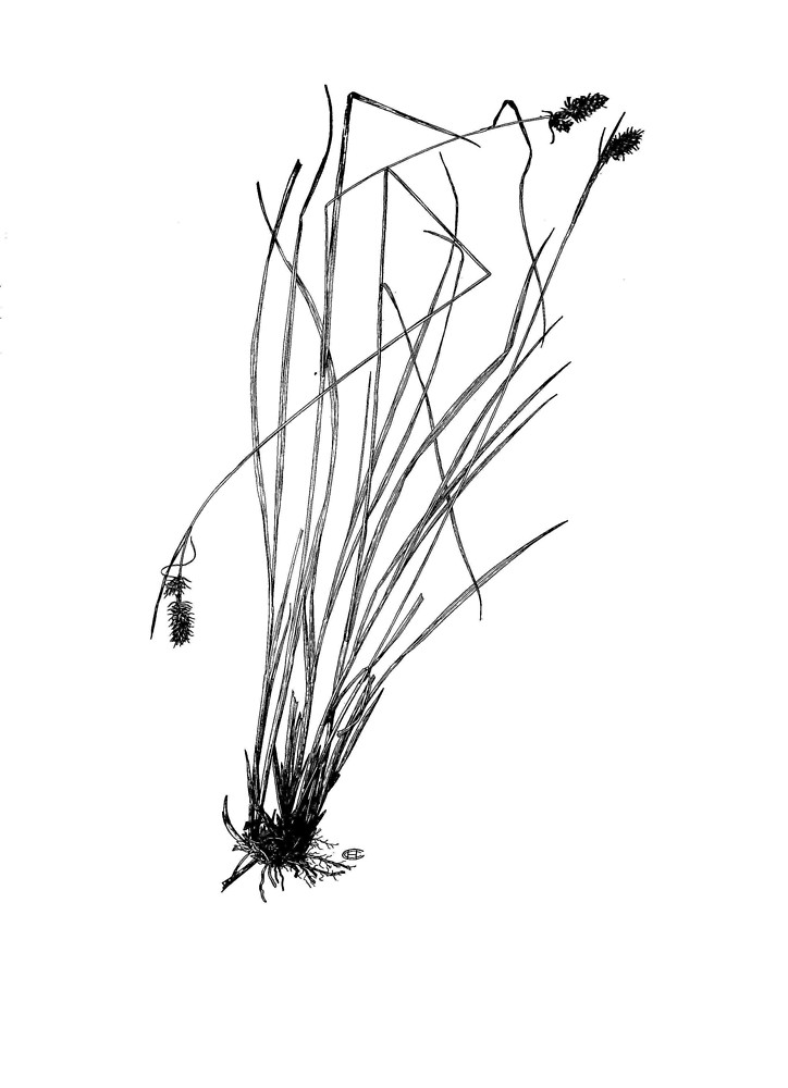 Botanical line drawing of Carex stipata, a sedge with slender leaves, clustered spikelets, and fibrous roots, rendered in black ink on white background.