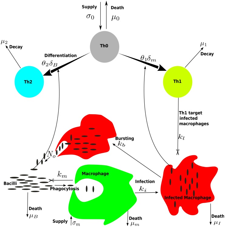 Diagram illustrating Th0 cell differentiation into Th1 and Th2 subsets, macrophage infection dynamics, and associated kinetic parameters.
