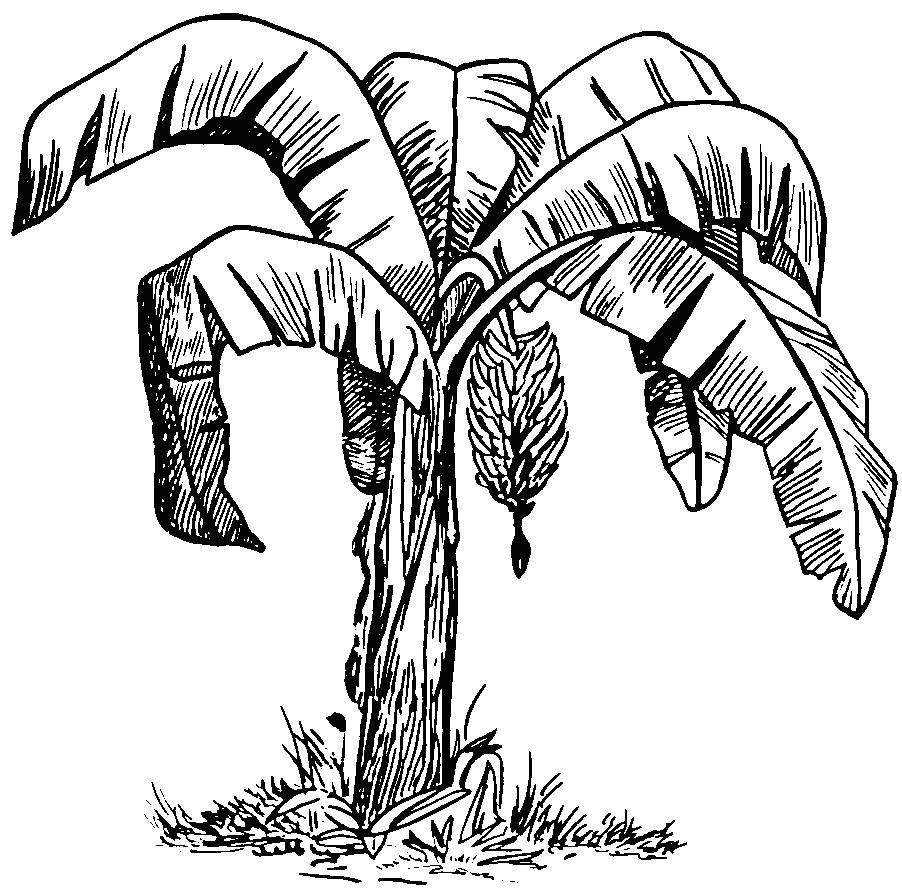 Drawing banana tree with elephant artwork Vector Image
