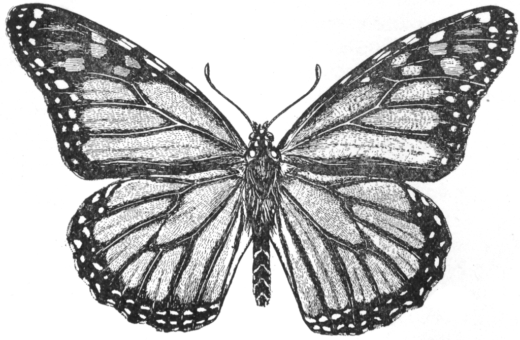 Monarch Butterfly Drawing Black And White - Gallery