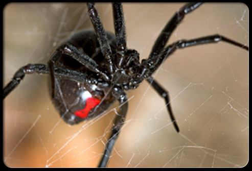 Black Widow Spider: Identification, Habitat, and Safety Tips